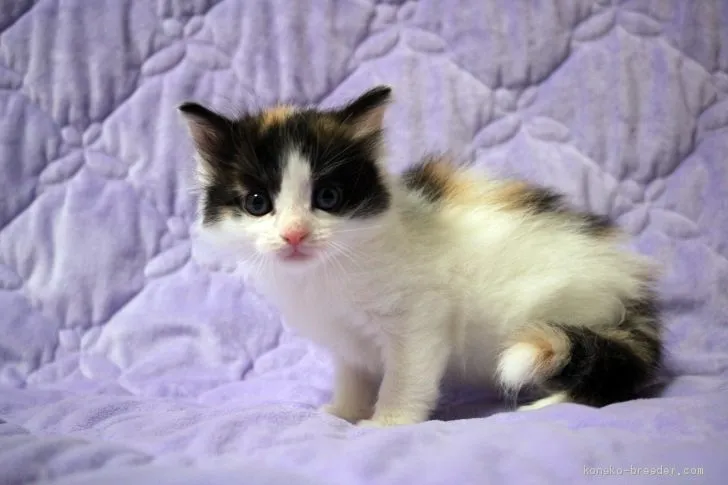 ID：2101-01165の子猫