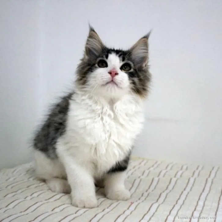 ID:2206-02308の子猫