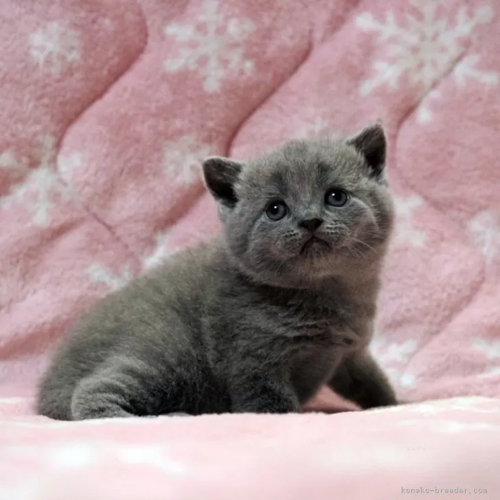 ID：2404-01391の子猫