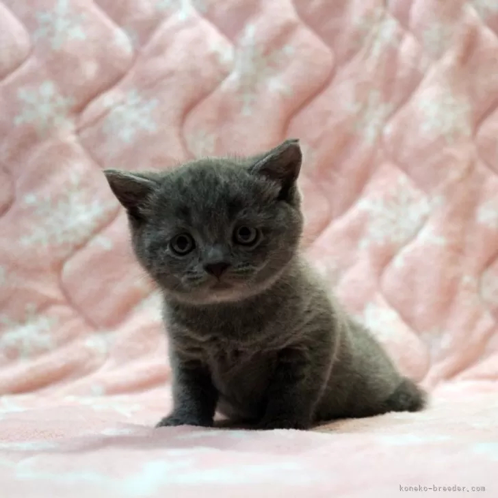 ID：2404-01389の子猫