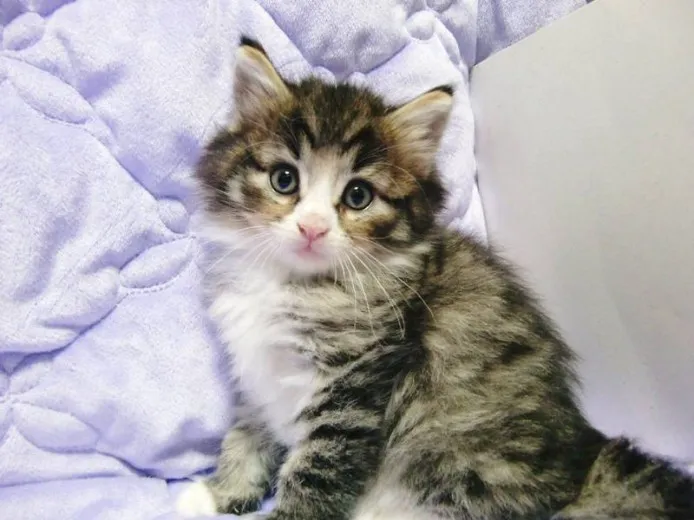 ID:1207-00032の子猫