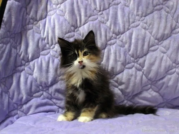 ID：1507-00567の子猫