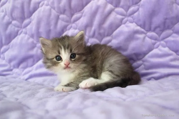 ID:1510-00326の子猫