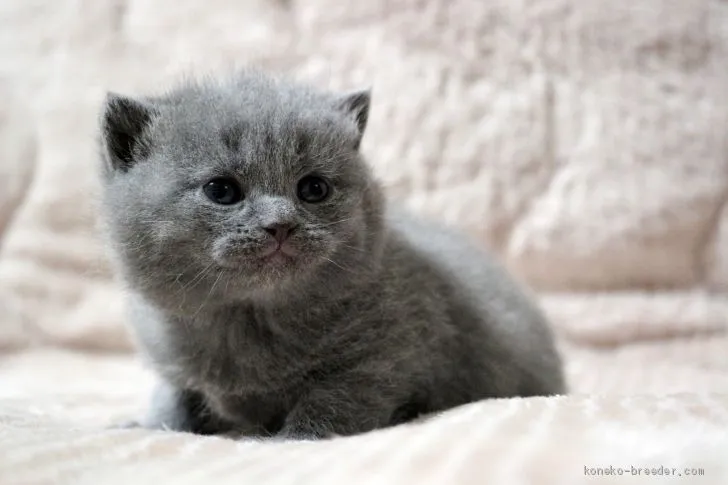 ID：2012-01071の子猫