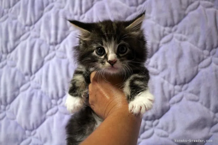 ID:2108-00352の子猫