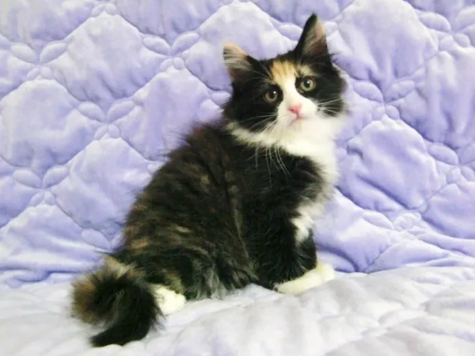 ID:1305-00112の子猫