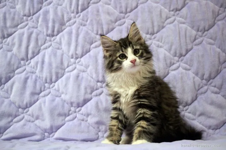 ID：2109-00390の子猫