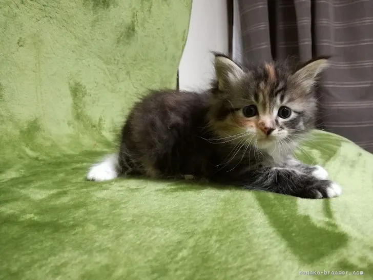 ID：1709-01168の子猫