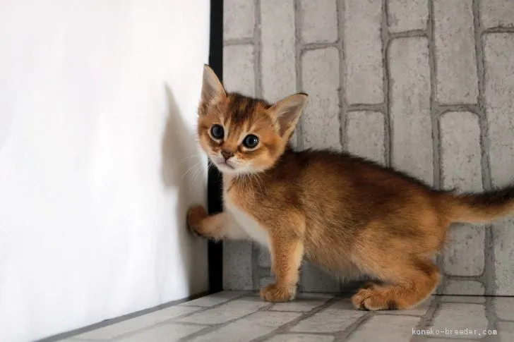 ID:2003-01474の子猫