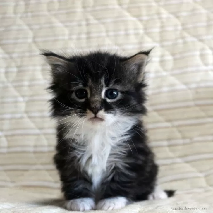 ID：2404-03187の子猫