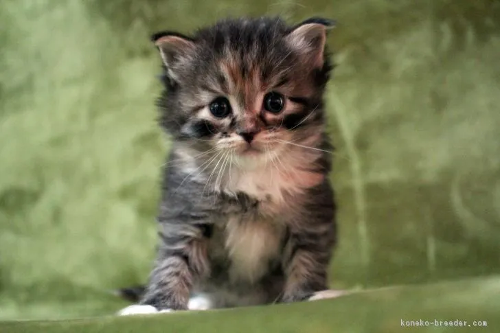 ID：1804-00068の子猫