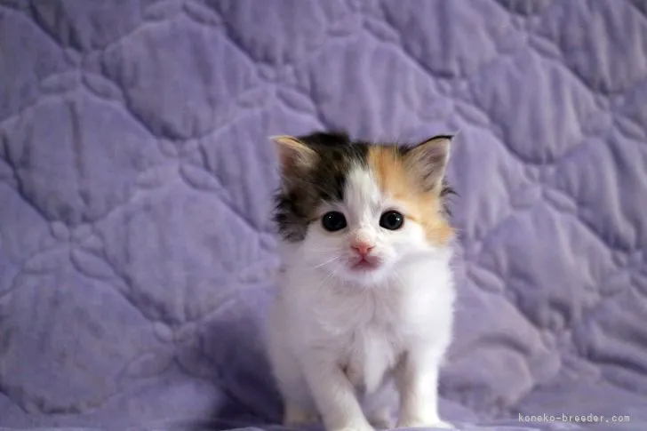 ID：2203-00972の子猫