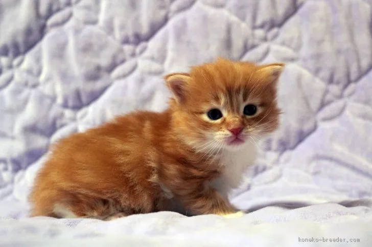 ID：2003-00862の子猫