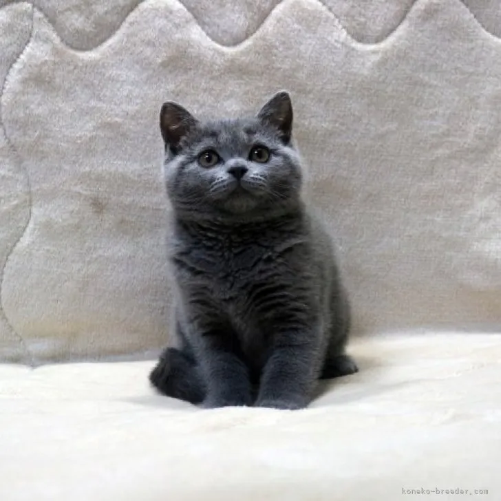 ID：2304-00613の子猫