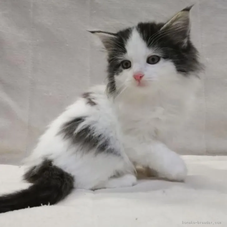 ID:2211-01141の子猫