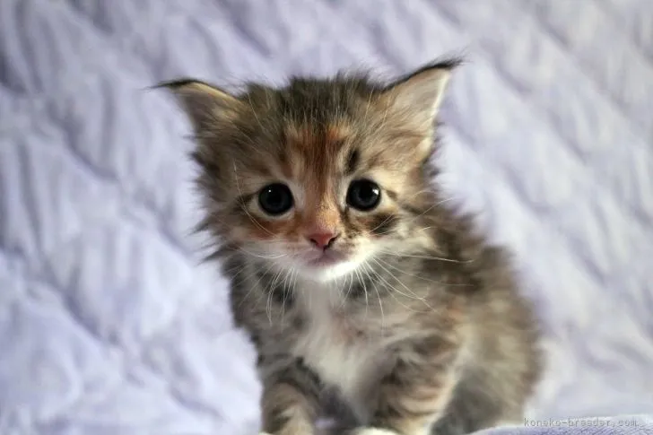 ID：2203-00970の子猫