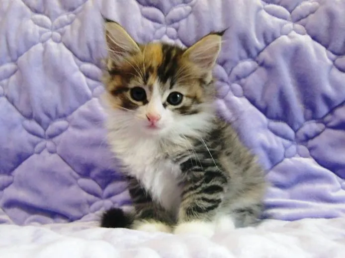ID:1208-00148の子猫