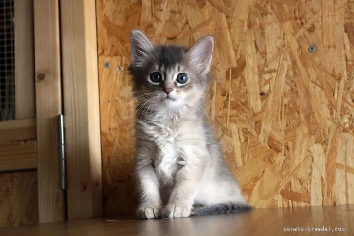 ID：1810-01160の子猫