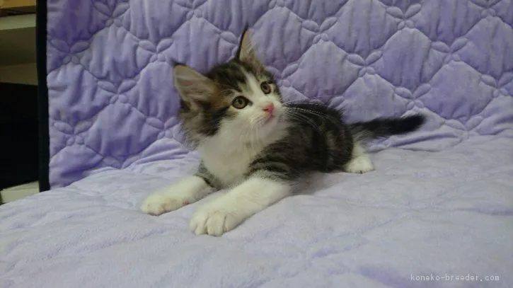 さつき 様のお迎えした子猫