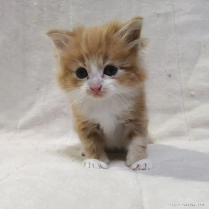 ID：2211-01144の子猫