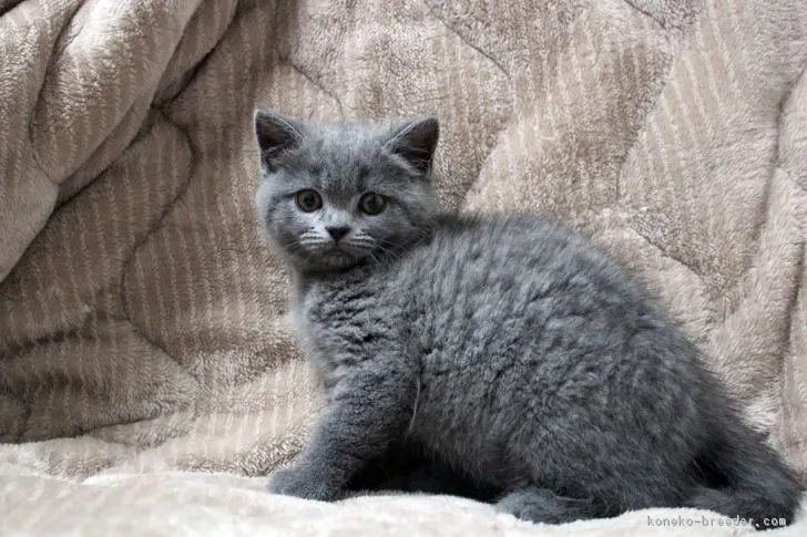 ID：1805-00144の子猫
