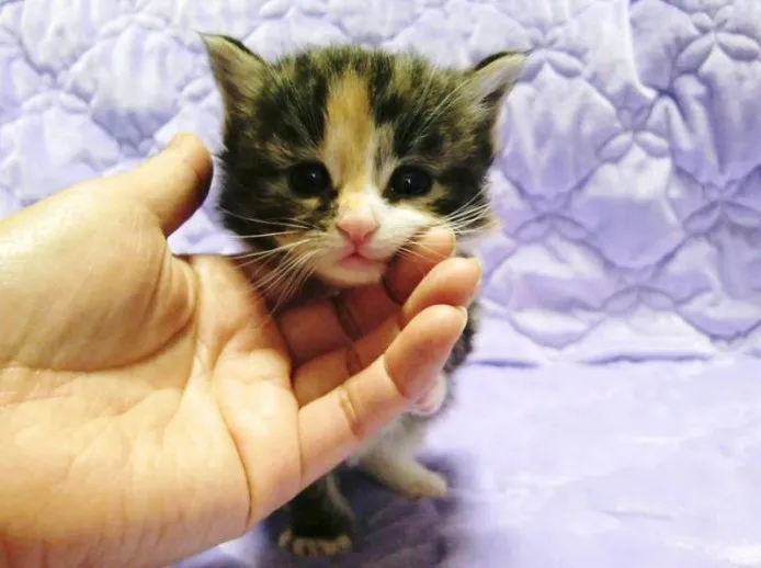 ID：1301-00010の子猫