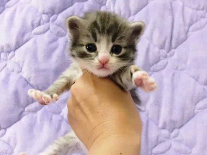 ID：1504-00355の子猫