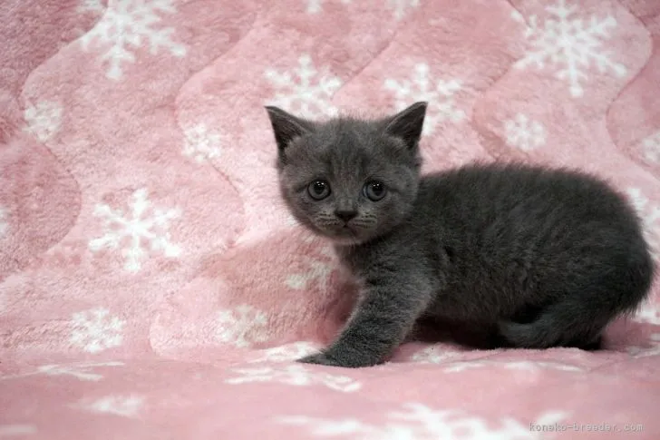 ID:2108-01738の子猫