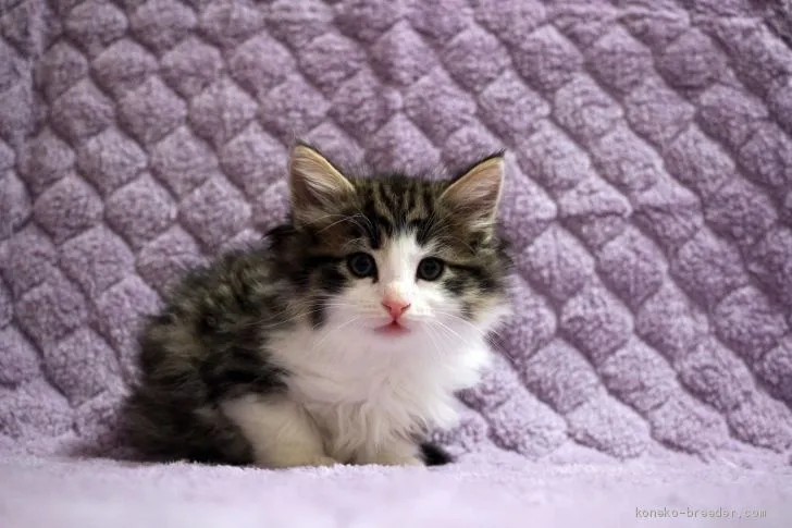ID:2102-00844の子猫