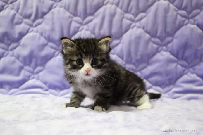 ID：1511-00329の子猫