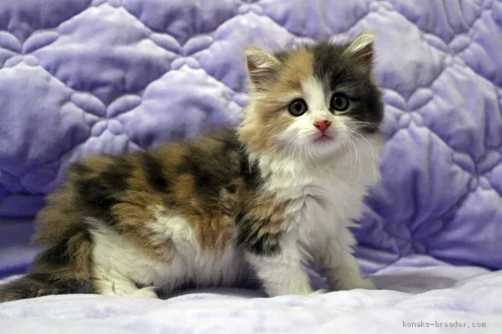 ID：1906-00892の子猫