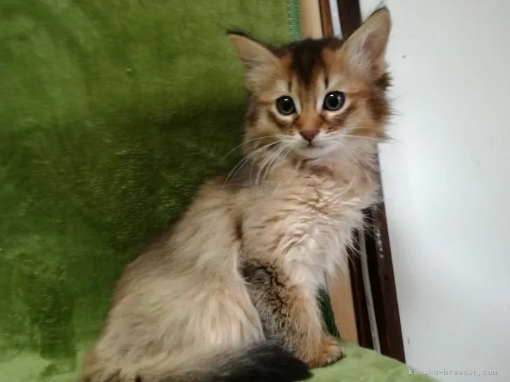 ID:1712-01099の子猫