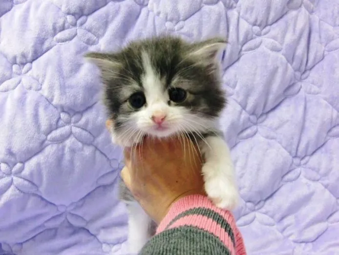 K 様のお迎えした子猫