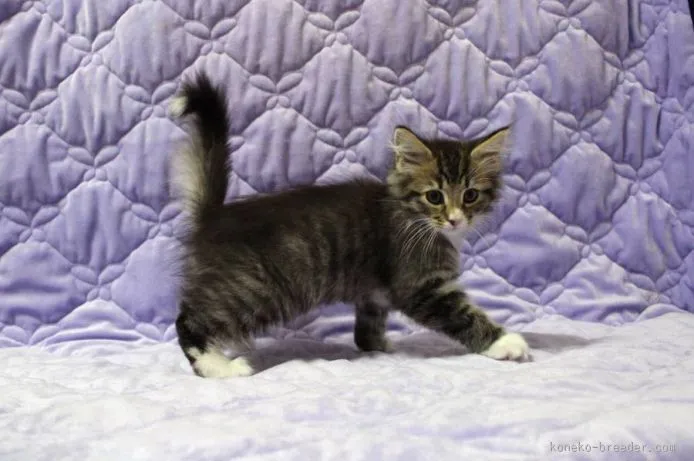 ID：1508-00395の子猫