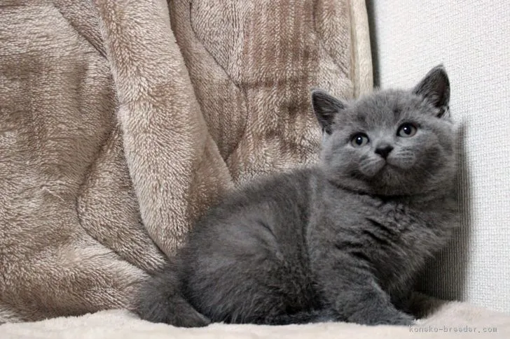 ID：1805-00987の子猫