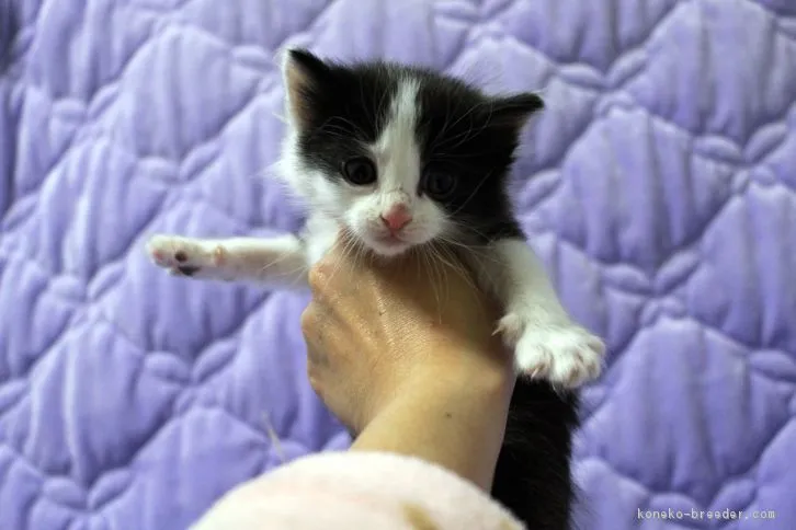 村上　敦史 様のお迎えした子猫