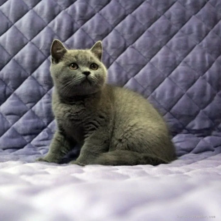 ID:2308-01627の子猫