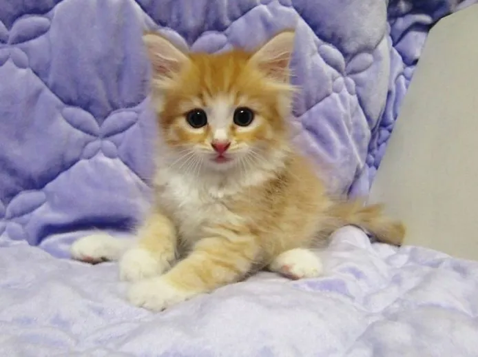 ID:1208-00060の子猫