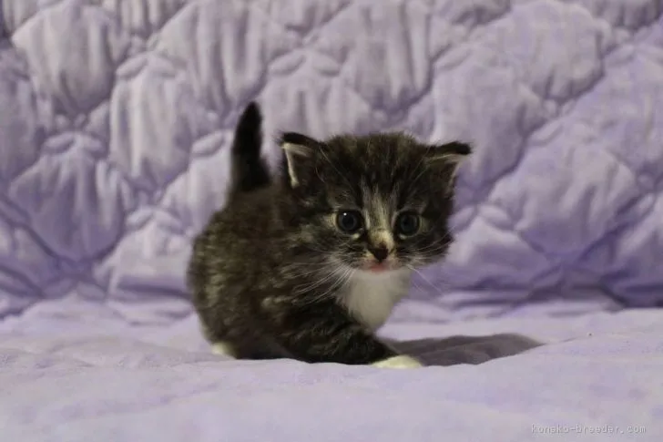 ID:1709-00372の子猫