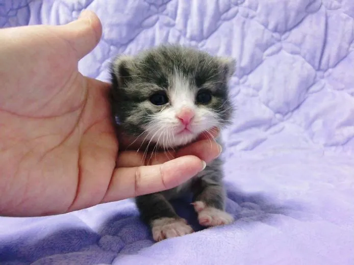 藤野 智仁 様のお迎えした子猫