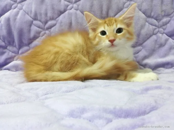 ID：1808-00473の子猫