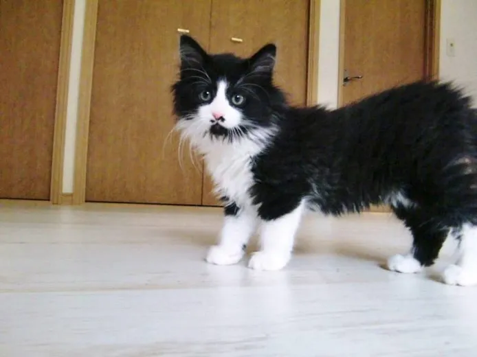 ID:1304-00003の子猫