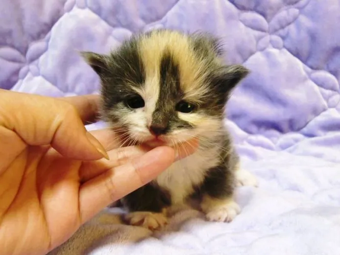 ID:1210-00177の子猫