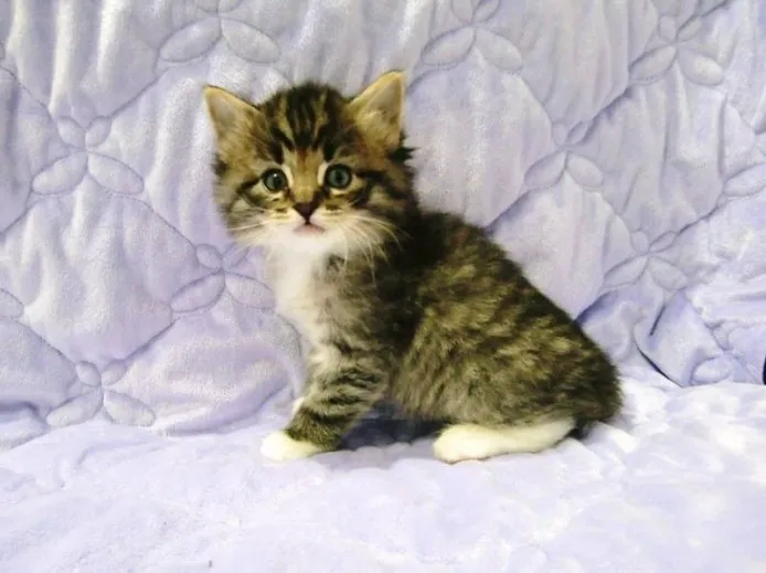 ID：1403-00178の子猫