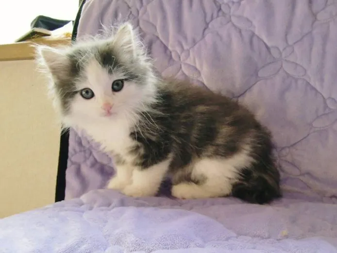 ID:1310-00277の子猫