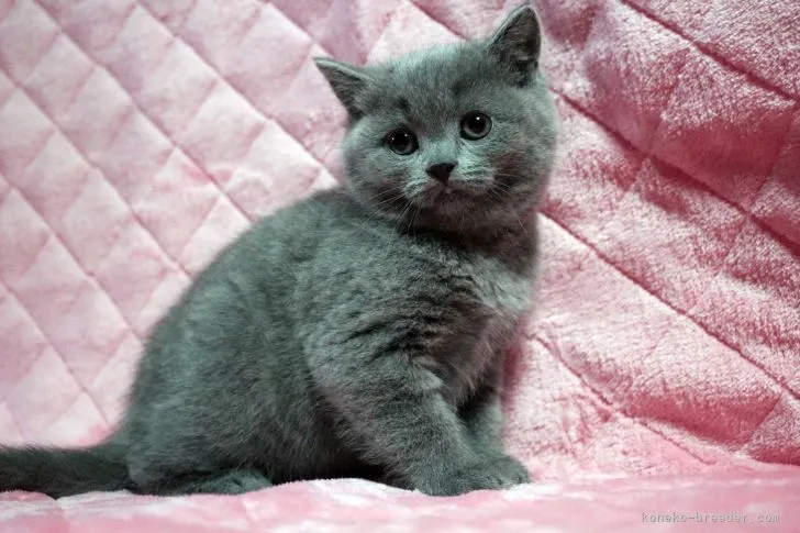 ID：2201-01918の子猫