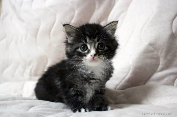 ID:1706-00838の子猫