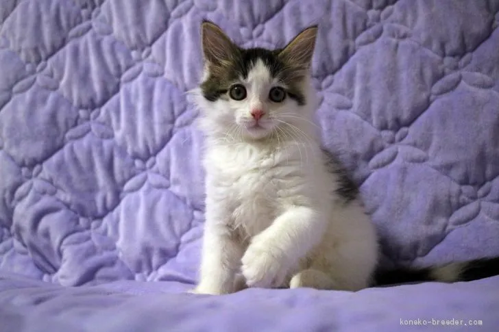 ID：2005-01835の子猫