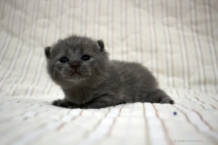 ID:2104-00171の子猫