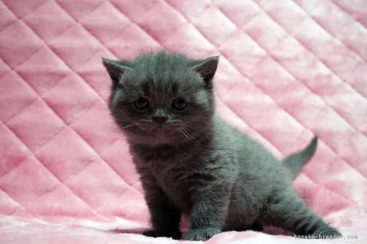 ID:2203-02232の子猫